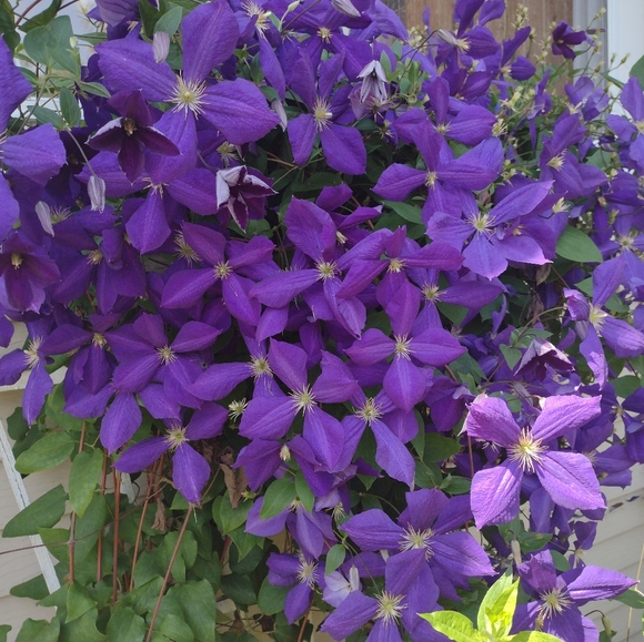 Clothes - Picture 1 of 1